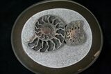 Pyritized Kosmoceras Ammonite Fossils - Great Display #16619-1